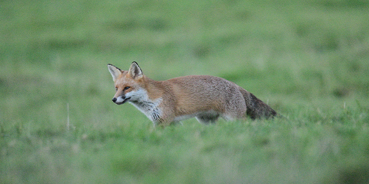 Fox - Narrow Field of View