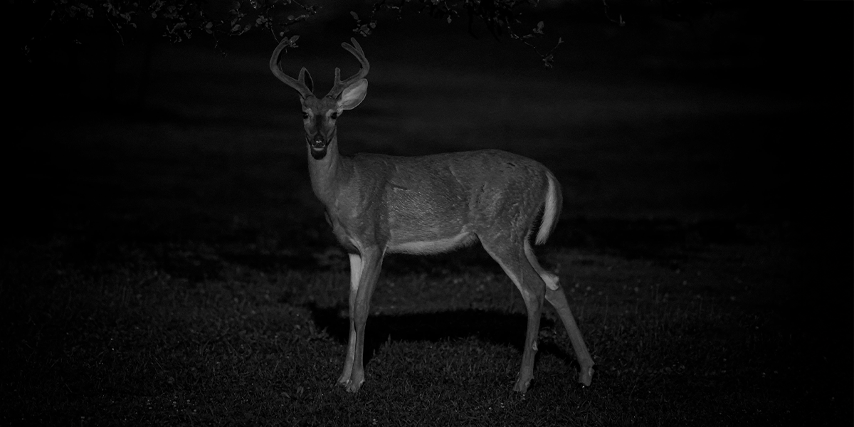 Night Vision Comparison