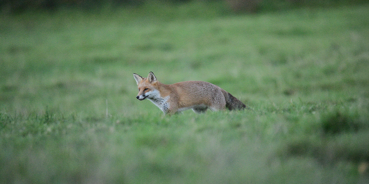 Fox - Wide Field of View